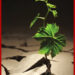 greenshoot.jpg