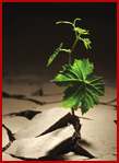 greenshoot.jpg