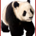panda.jpg