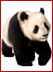 panda.jpg