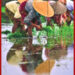 paddyfield.jpg