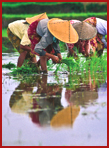 paddyfield.jpg