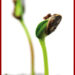 seeds.jpg