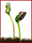 seeds.jpg