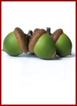 acorns.jpg