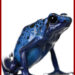 frog.jpg