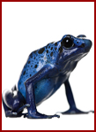 frog.jpg