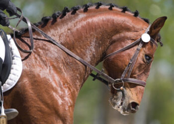 reins