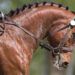 reins