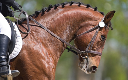reins