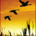 Migration