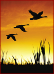 Migration