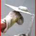 Plasterer
