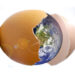 Eggshell_emergingGlobe