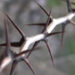 thorns
