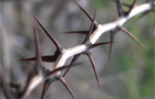 thorns