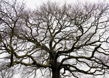 tree_bare_branches_410