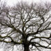 tree_bare_branches_410