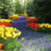 tulip_field