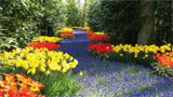 tulip_field