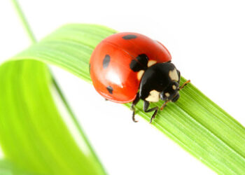 ladybird_410