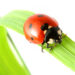ladybird_410