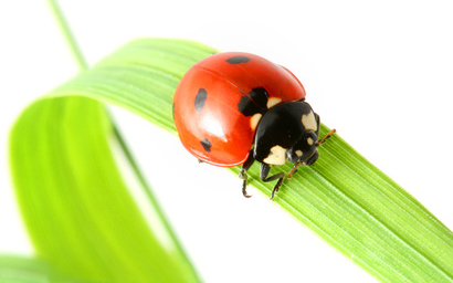 ladybird_410