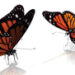 butterflies