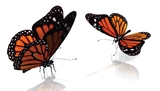 butterflies