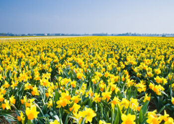 daffodil_field_410