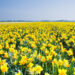 daffodil_field_410