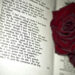 shakespeare_rose