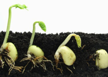 sprouting_seeds_410