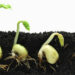 sprouting_seeds_410