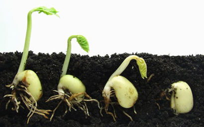 sprouting_seeds_410