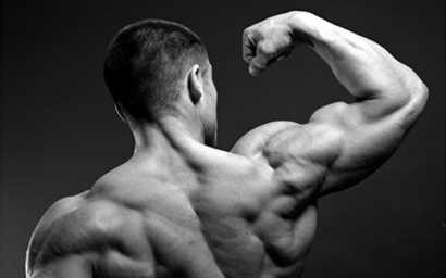 Shareholder_muscle_1