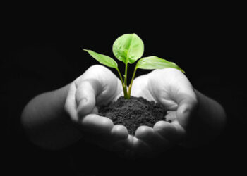 seedling_in_hands_410