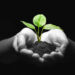 seedling_in_hands_410