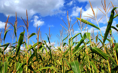 Corn_field_410