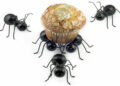 Ants