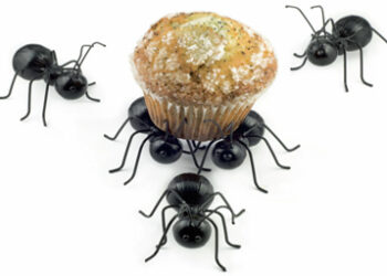 Ants
