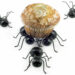 Ants
