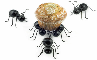 Ants