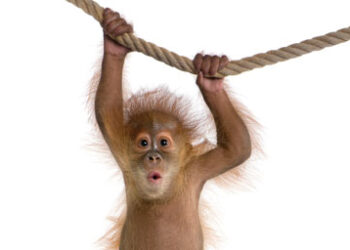 Monkey