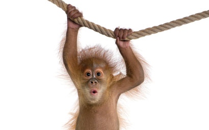 Monkey