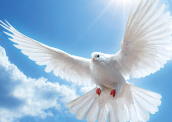 dove