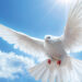 dove