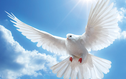 dove