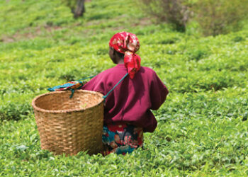 tea-plantition