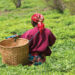 tea-plantition